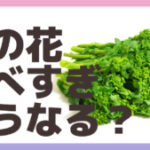 菜の花を食べすぎるとどうなる？日持ちや代用に品について調査。